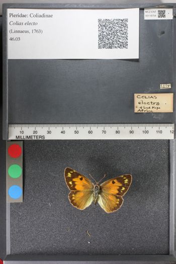 Media type: image;   Entomology 118754